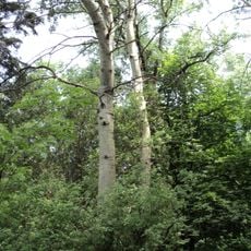 Ustymivskyi Arboretum