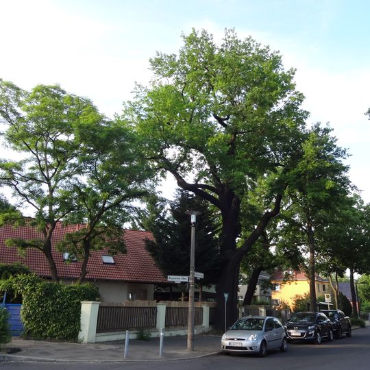 Stiel-Eiche Rheinsteinstraße Ecke Köpenicker Allee
