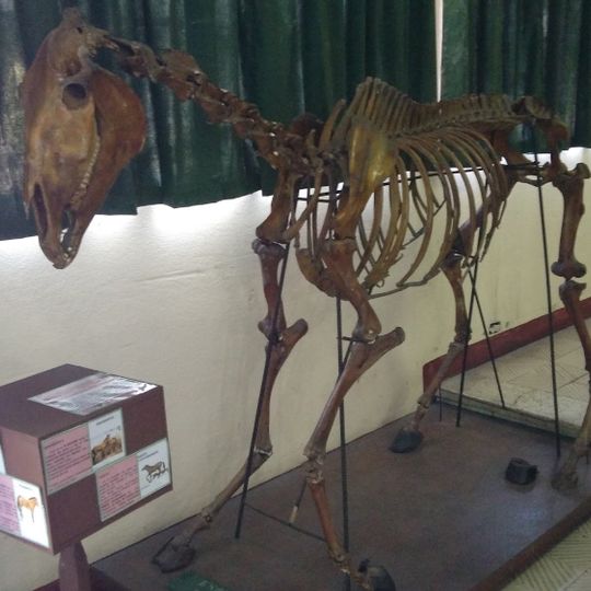 Museo de Historia Natural USAC