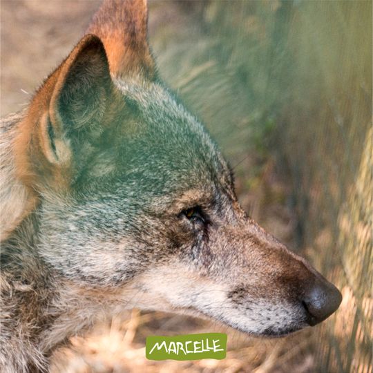 Marcelle Natureza