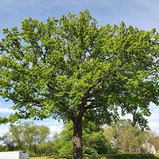 Eiche am Feuerwehrhaus Gruna