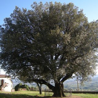 Holm oak in Faltognano