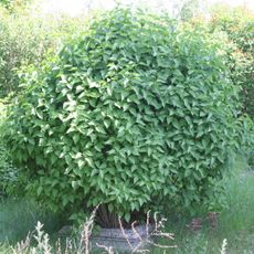 Cmentarz ewangelicki nowy w Klamrach