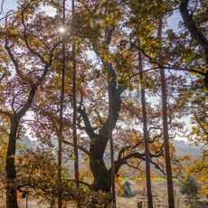 Duby v Otradovicích