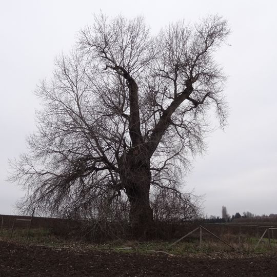 Linda v poli u Satalic