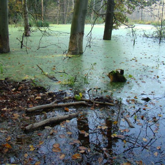 Rezerwat przyrody Bórbagno Miałka