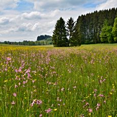 Neuhauser Moos-Mollenweiher