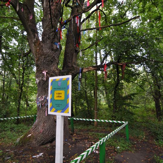 Alder tree from an oak