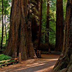 Henry Cowell Redwoods State Park