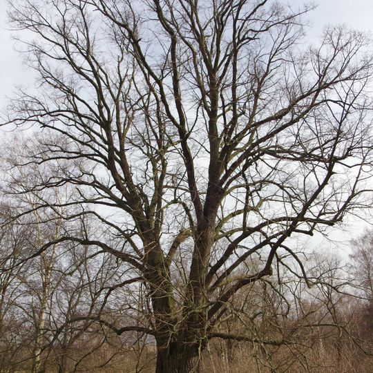 Lípa v Horním Žďáru