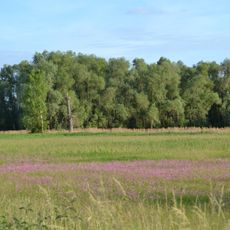 Naturschutzgebiet Bruchwiesen bei Büttelborn