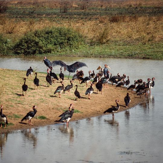 Parco nazionale Manovo-Gounda St. Floris