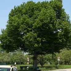 Linde mit Alter Steinbank