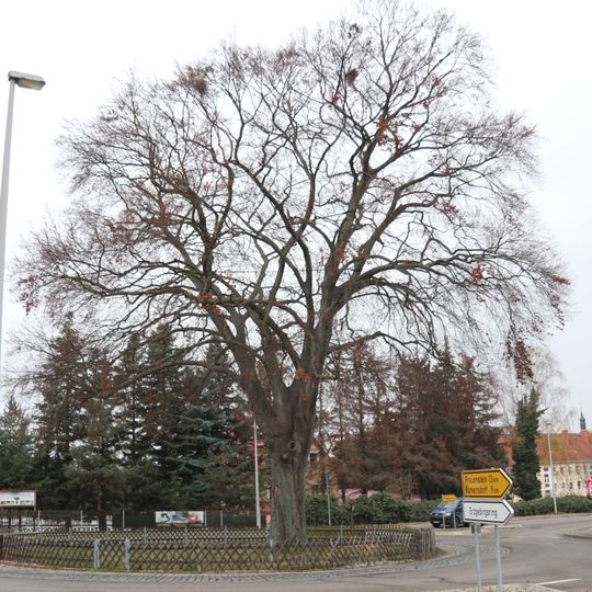 Blutbuche in Weißenborn