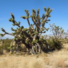 Mojave National Preserve