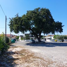 Árvore isolada em Pocariça