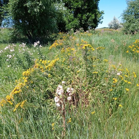 Роздольненська цілинна балка