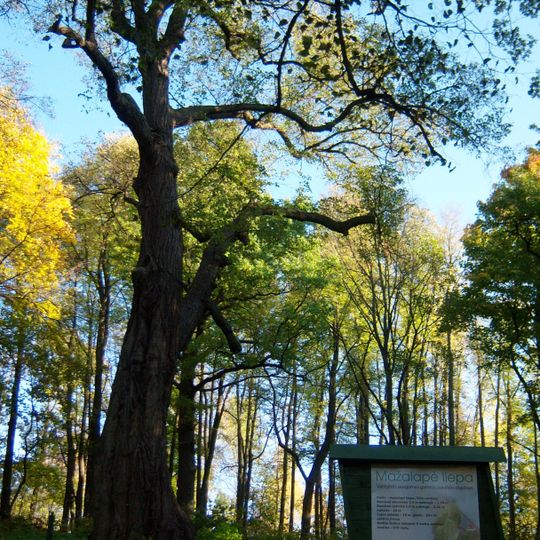 Vytautas Park Linden Tree