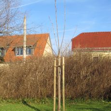 Lutherbaum Hosterwitz