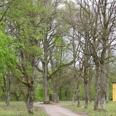 Winterlinde Linde Karlsberg