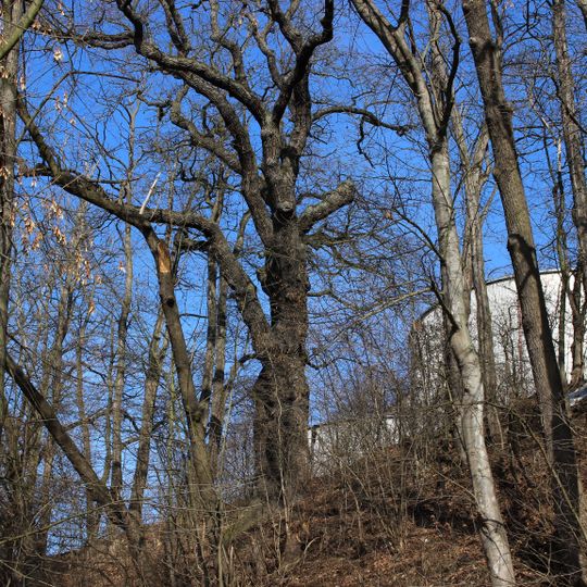 Rousovický dub Na Hadíku