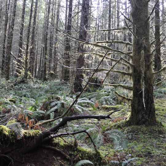 Tillamook State Forest