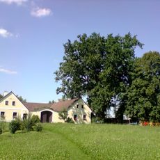 Dub u č.p. 34 v Příbrazi bažantnici