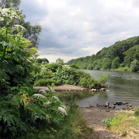 Naturschutzgebiet Untere Kettwiger Ruhraue