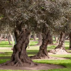 Parque El Olivar