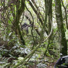 Parque nacional de la Selva Impenetrable de Bwindi