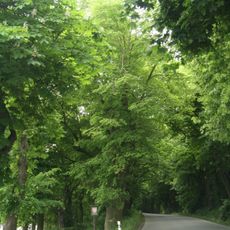 Stromořadí u Bažantnice