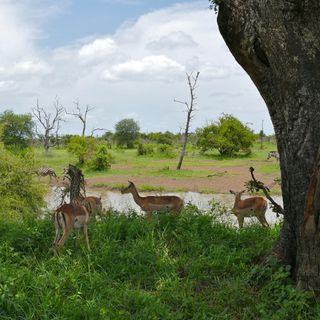 Nationaal park Kruger