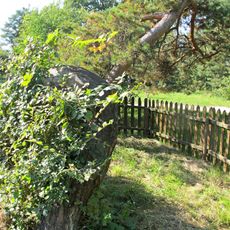 Borovice u Tří Grácií