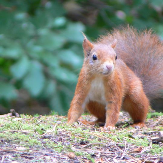 Formby Red Squirrel Reserve