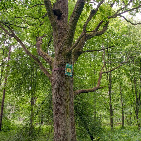 Jahrhundertealte Eiche