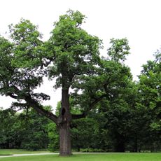 Park around Drucki-Lubecki Palace in Teresin