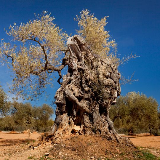 Oliveres Mil·lenàries Canet Lo Roig