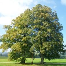 2 Linden im Stellegrund