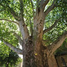 Plane tree in the churchyard of the Frauenkirche