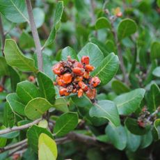 M. Young Botanic Garden