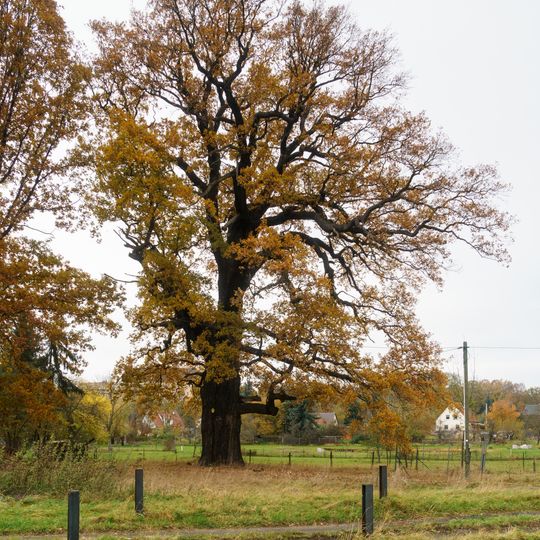 Buschs Eiche, Püchau
