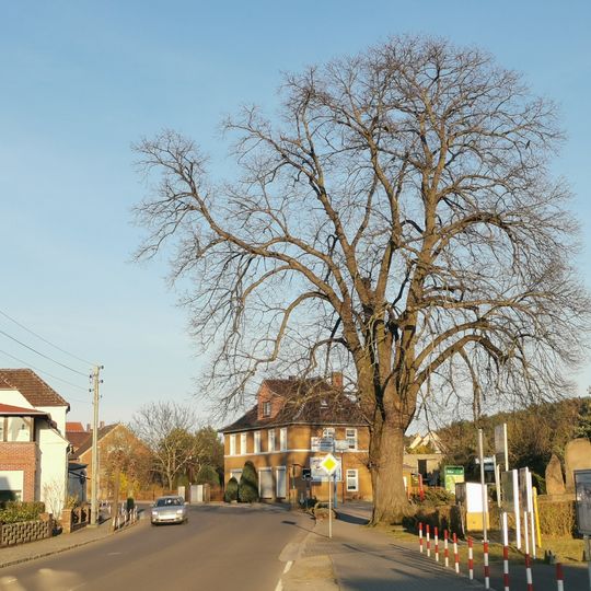 Naturdenkmal Sommerlinde vor dem Kriegerdenkmal in Crinitz