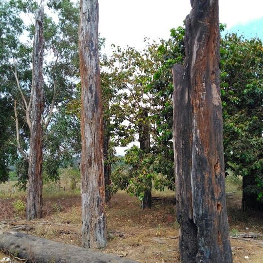 Monumento das Castanheiras Mortas