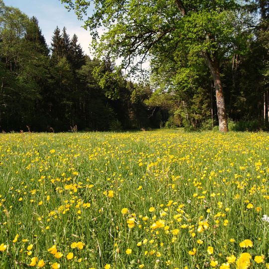 LSG Kulbinger Filz, Stadt Laufen