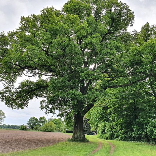 Eiche am Grabholz