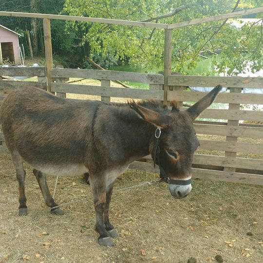 Fermette des Tannières