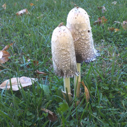 Starhill Forest Arboretum