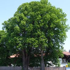 Linden beim Lindenhof