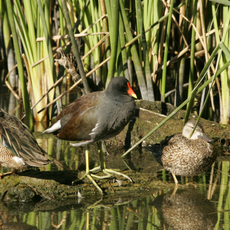 Moody National Wildlife Refuge