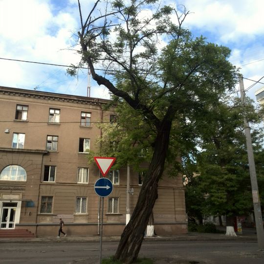 Акація біла